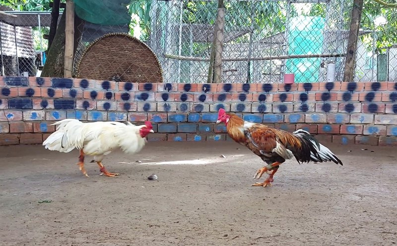 Giới thiệu đá gà PG99