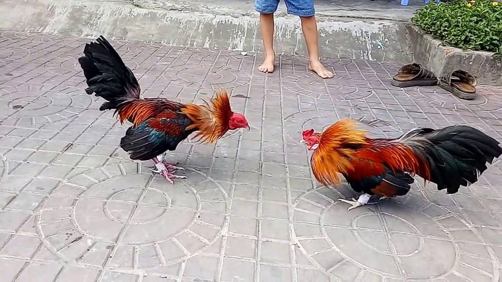 Một số loại hình đá gà PG99 được yêu thích nhất